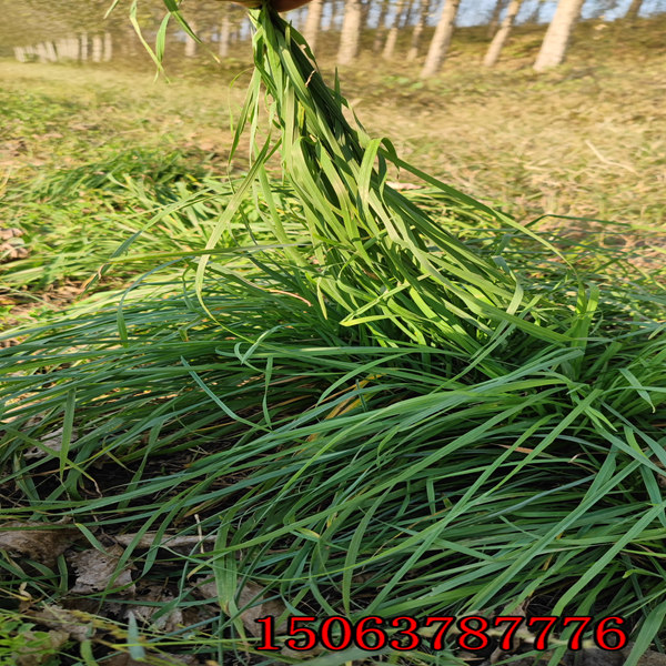 多花黑麥草草籽