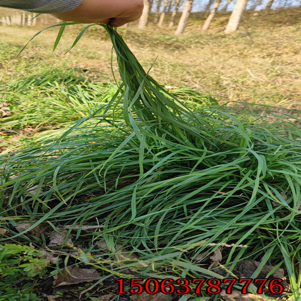 夏天可以播黑麥草草籽
