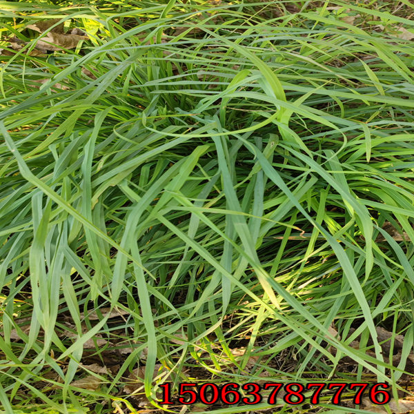 成都黑麥草草籽
