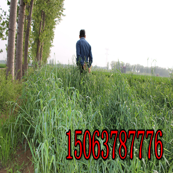 黑麥草草籽要覆土