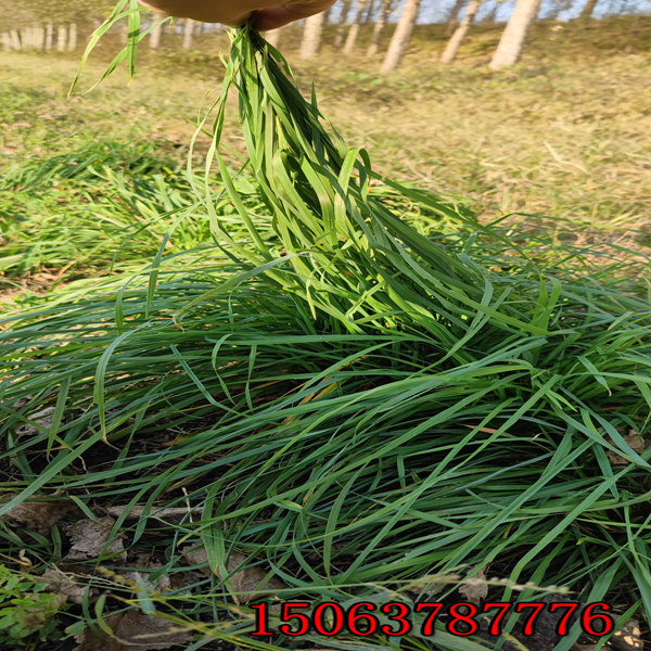 黑麥草草籽多少錢一斤