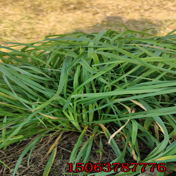 黑麥草草籽十月底播種