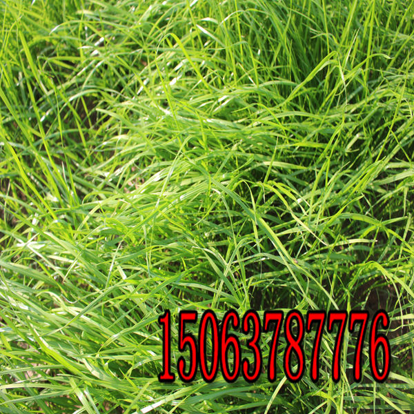 黑麥草草籽 白花三葉草