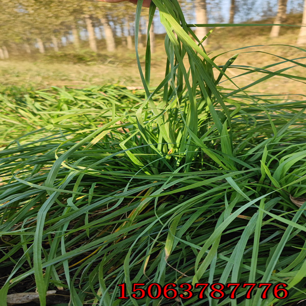 上海什么時候適合撒播黑麥草草籽