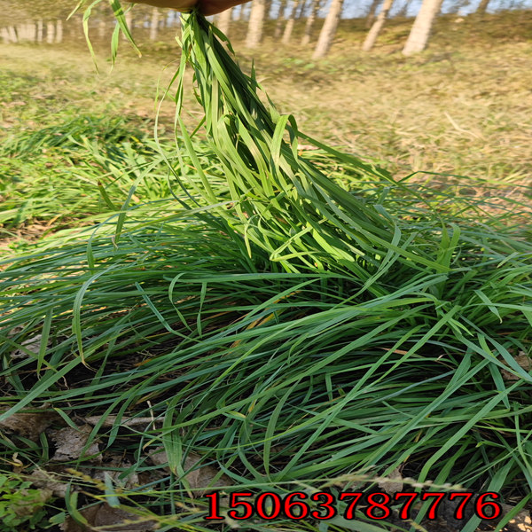 黑麥草草籽什么時候弄