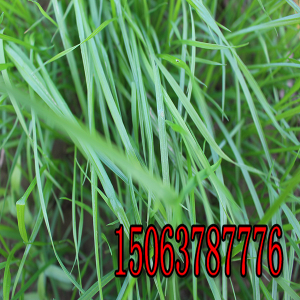 北京去哪買黑麥草草籽