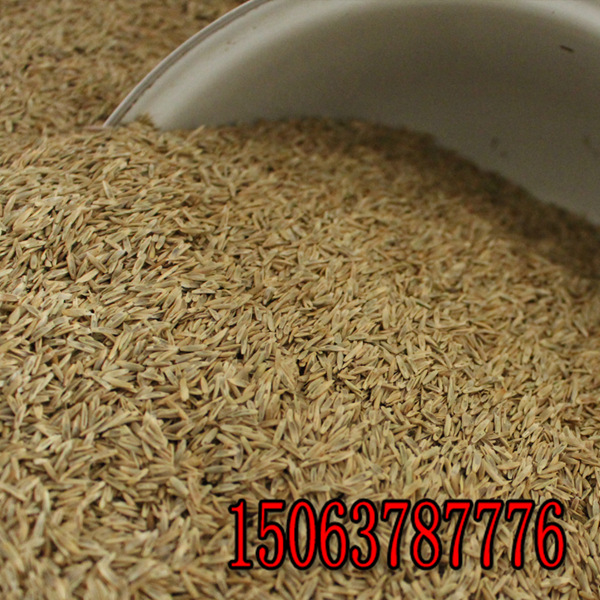 黑麥草草籽什么時候播撒