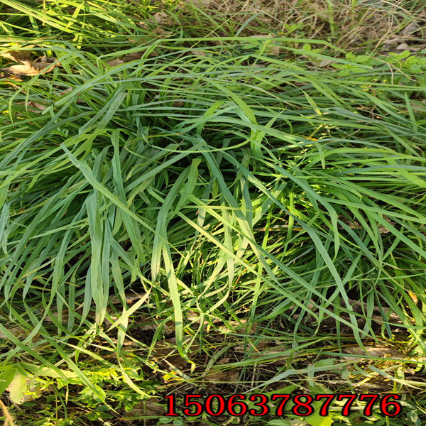 狗牙根黑麥草草籽怎么種