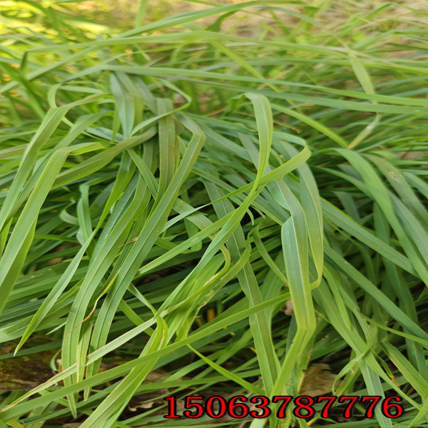 黑麥草種子一斤