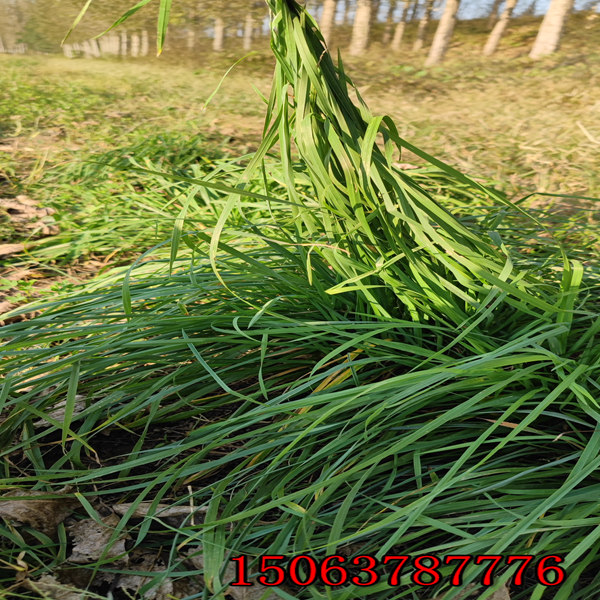 加拿大黑麥草種子哪里有