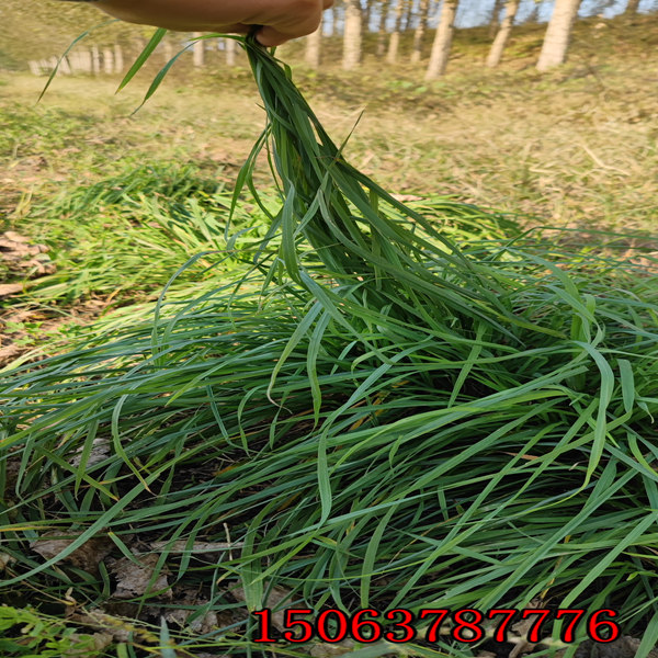 黑麥草種子到哪里買黑龍江有嗎