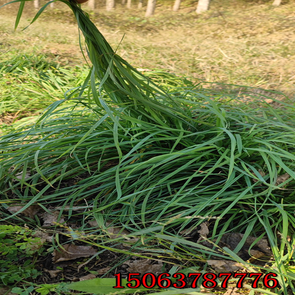 一畝田要用多少斤黑麥草種子