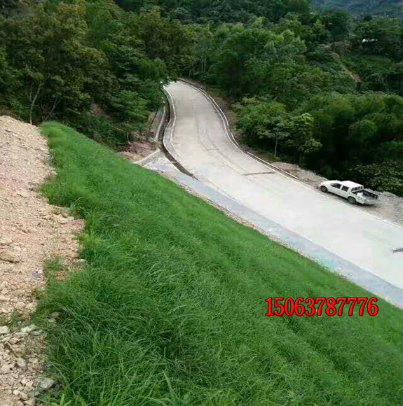 護坡草籽多久可以出芽？