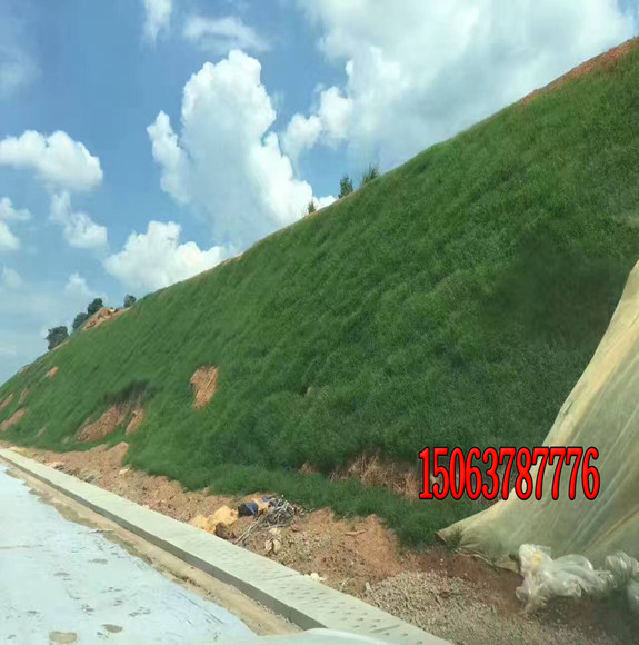 一畝地用幾斤護坡草籽？