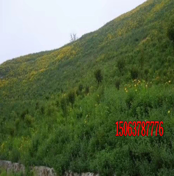 什么護坡草坪種子耐寒？