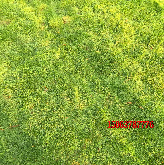 護坡草草籽多少錢一斤？