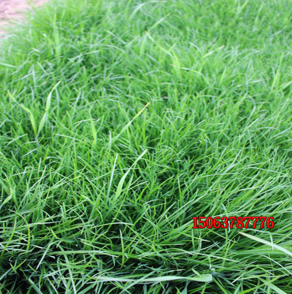 護坡草籽如何播種？