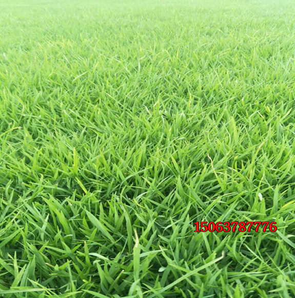 草坪種子多久可以長出來？