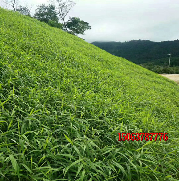 草坪種子幾月份種好？