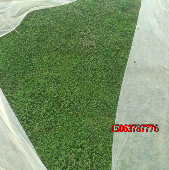 北方什么草坪種子好？