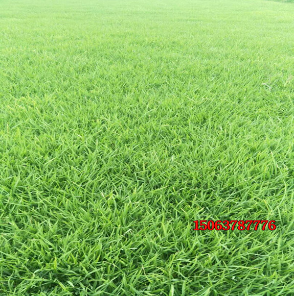 草坪種子什么時候適宜種？