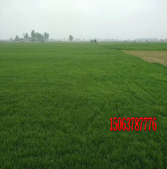 公園播種草坪適合用什么種子？