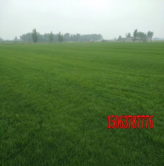 公園播種草坪適合用什么種子？