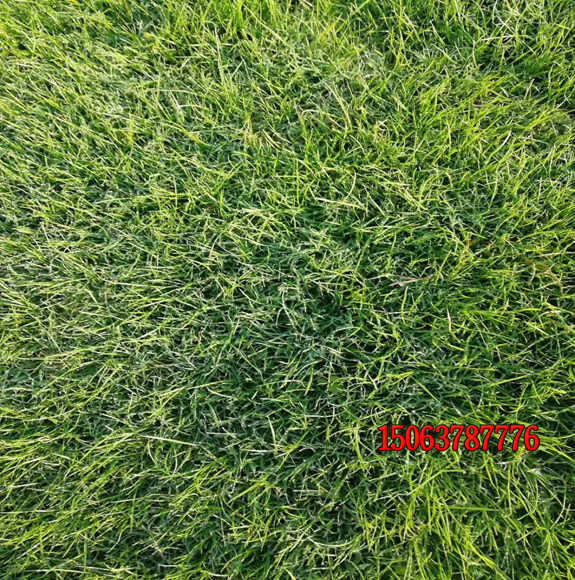 什么草坪種子適合北方種植？