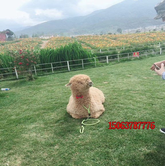 草坪種子哪兒買？