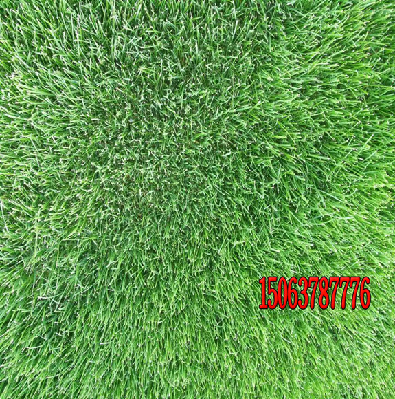 高海拔地區可以種植哪些草坪種子？