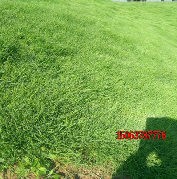 高海拔地區可以種植哪些草坪種子？