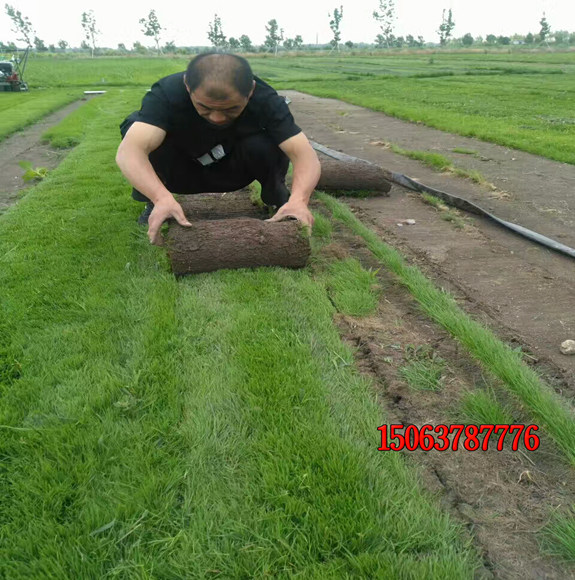 買種子種草坪好還是成品草皮好？