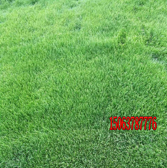 北方草坪用什么種子好呢？