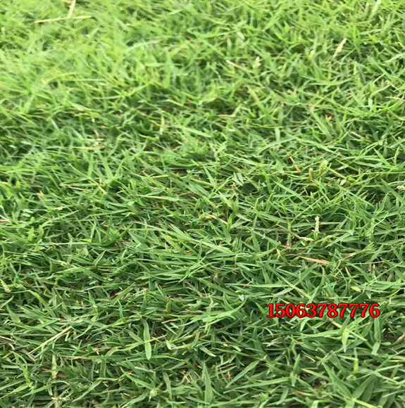 草坪綠化可以用哪些種子？