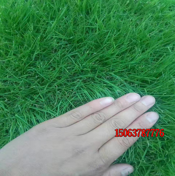 草坪綠化可以用哪些種子？