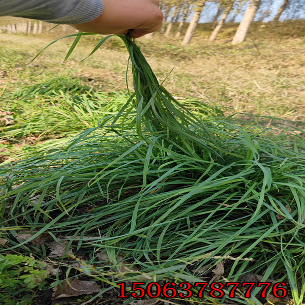 墨西哥黑麥草種子價格