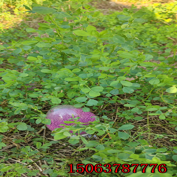 苜蓿草籽怎樣播種