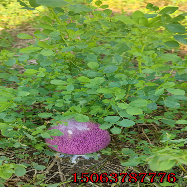 苜蓿草籽種植