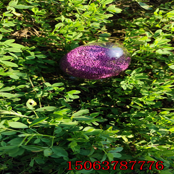 紫花苜蓿草籽幾月播種合適