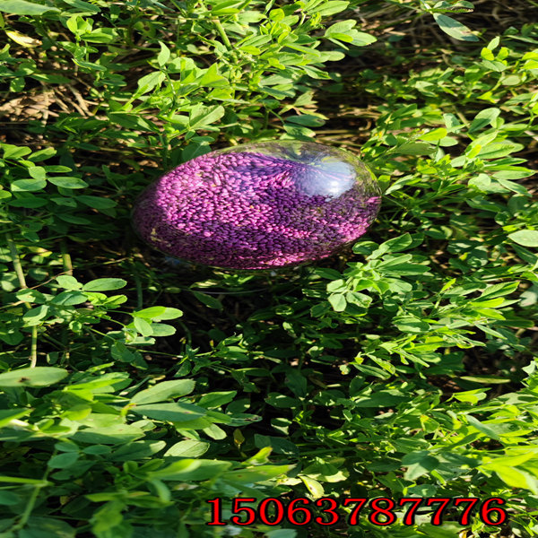 一公頃撒播紫花苜蓿草籽