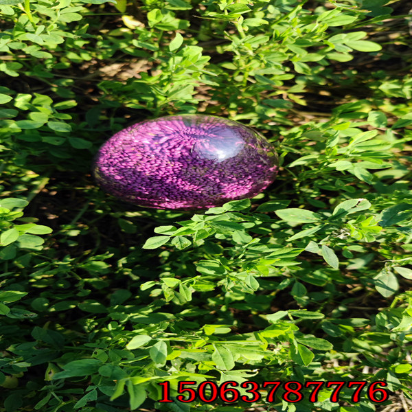 紫花苜蓿草籽如何種植的