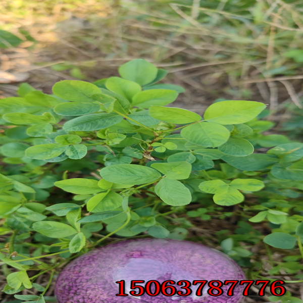 熬漢的紫花苜蓿草籽