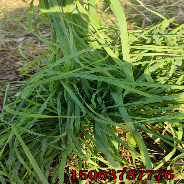 草坪用草種子批發
