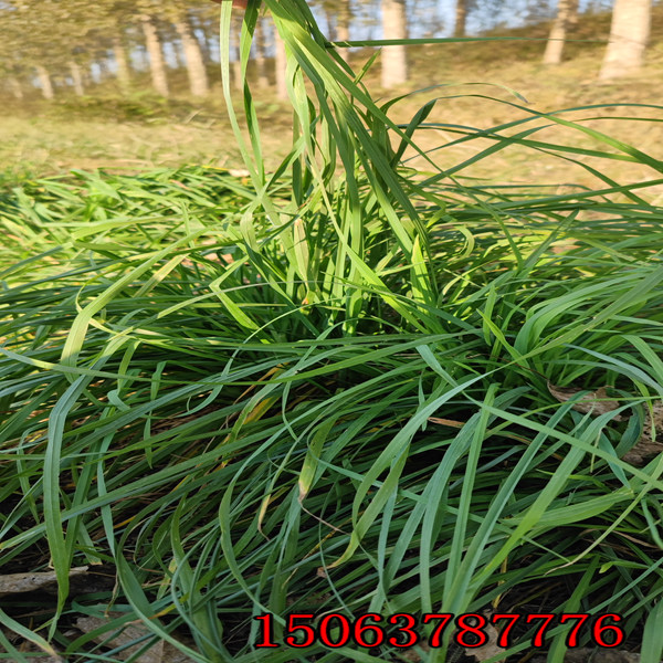 海拉爾山坡種綠化草種子