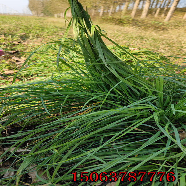 海拉爾山坡種綠化草種子