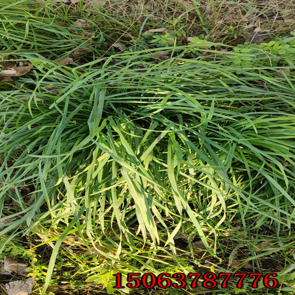 海拉爾山坡種綠化草種子