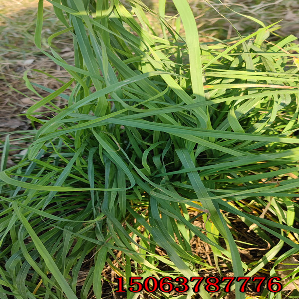 孝感草種草籽批發