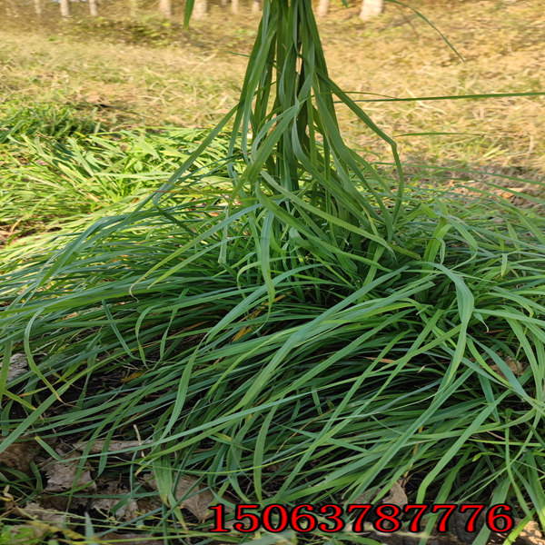 花種草種批發
