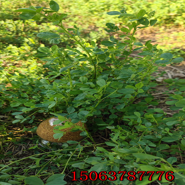 西藏草種三維植被網批發