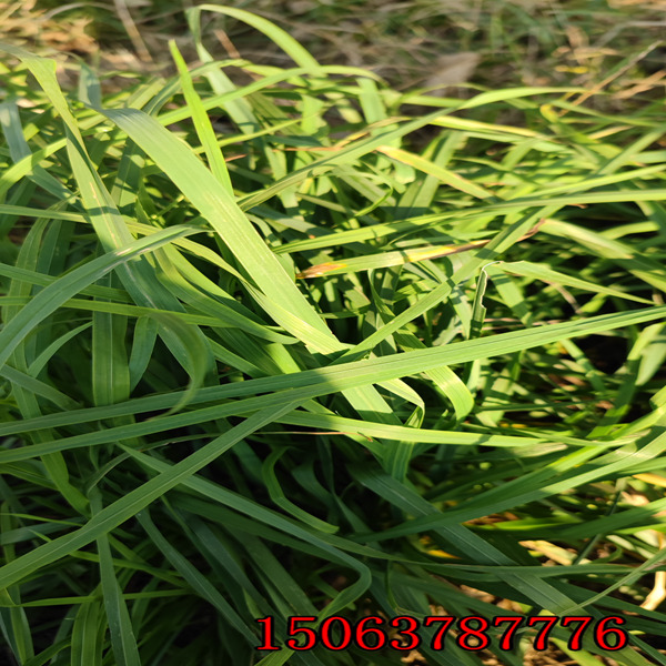 內蒙古百日草種子批發市場在哪里